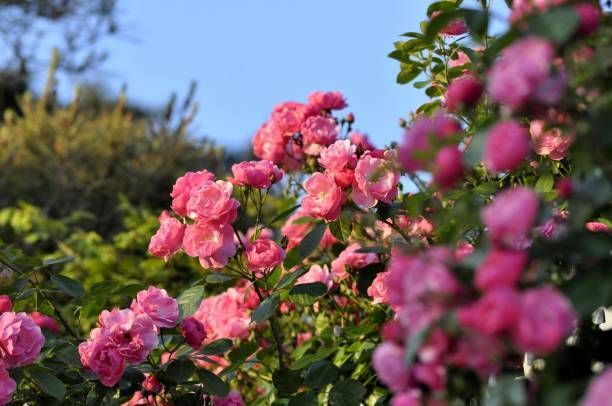 pink roses growing on bush