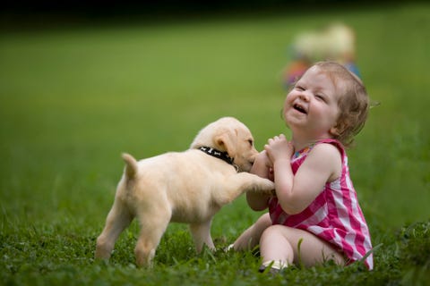 how to potty train a dog how to potty train a dog