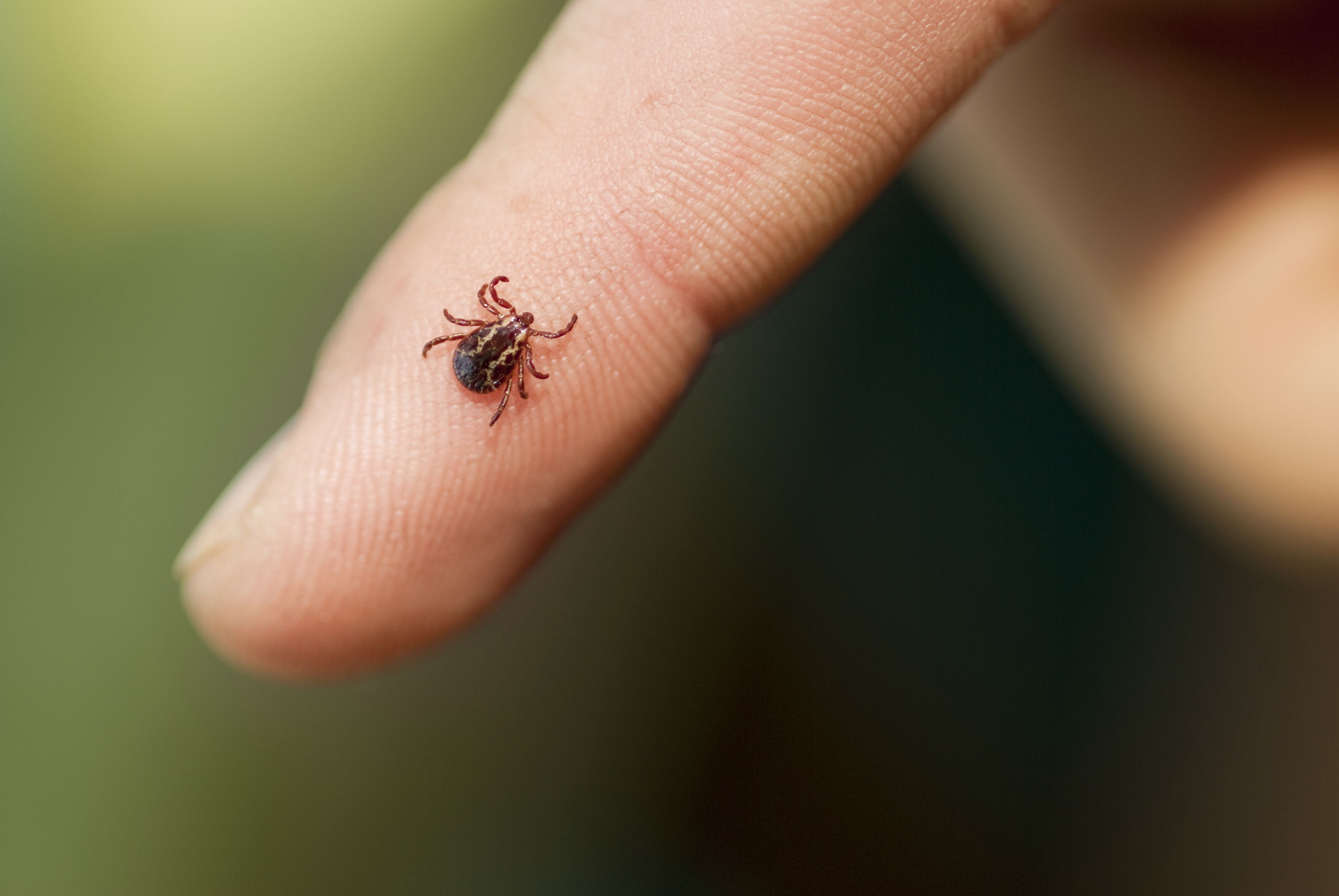 removing a tick from a dog without tweezers