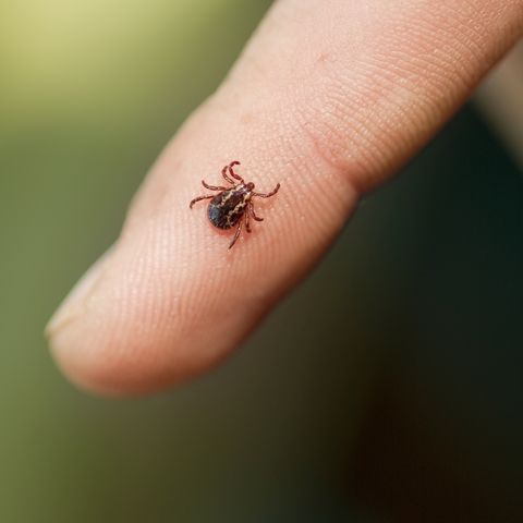 how to remove a tick