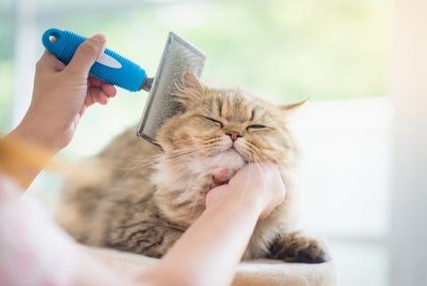 how to remove pet hair