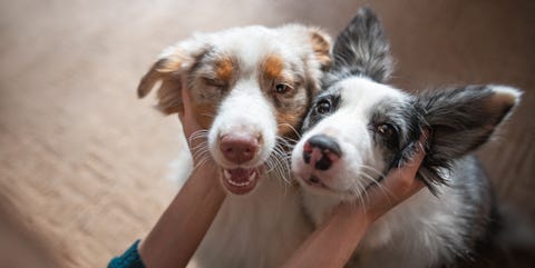 How to remove pet hair - pet hair removal tips How to remove pet hair - pet hair removal tips