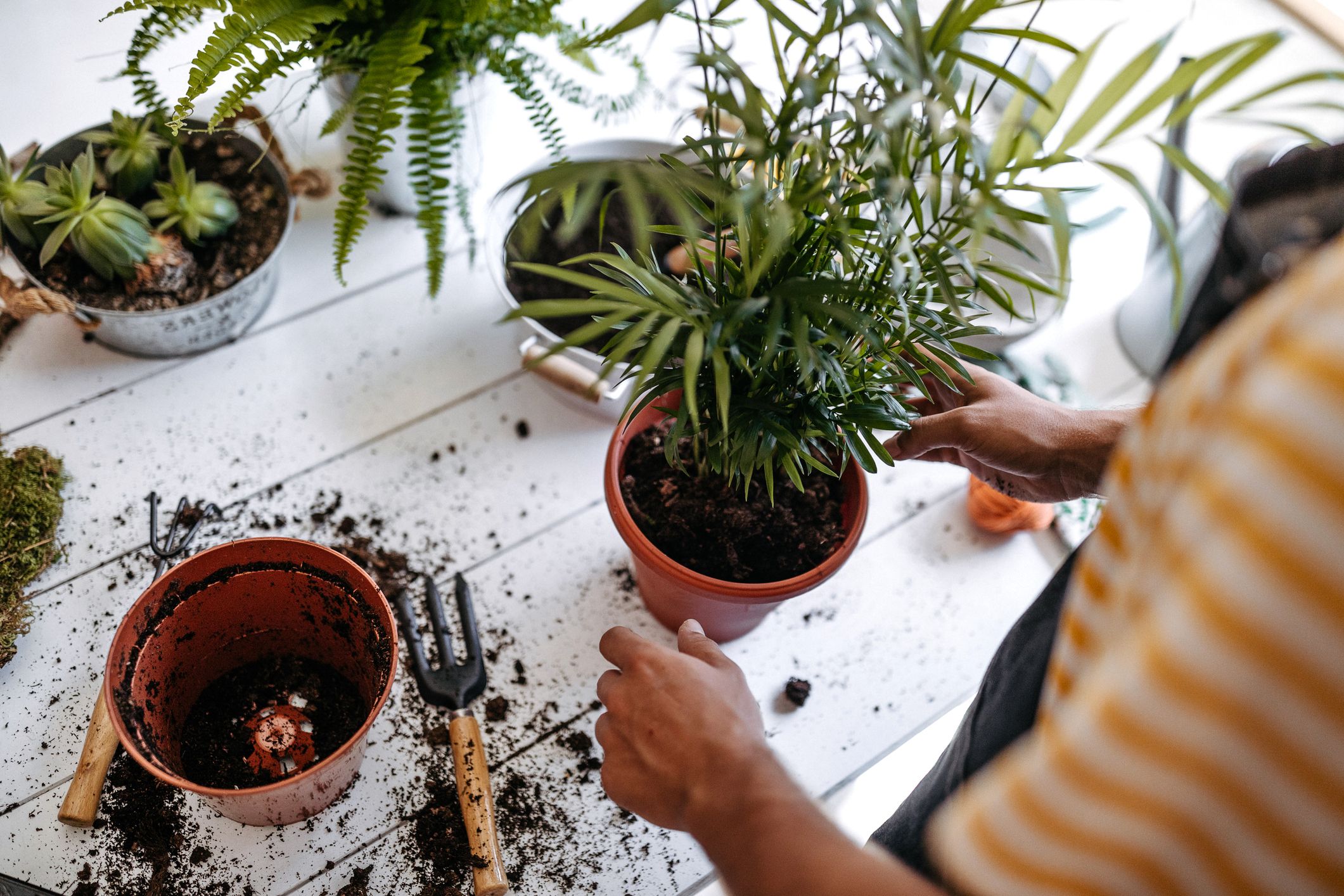 How To Repot A Plant - A Guide To Repotting Plants