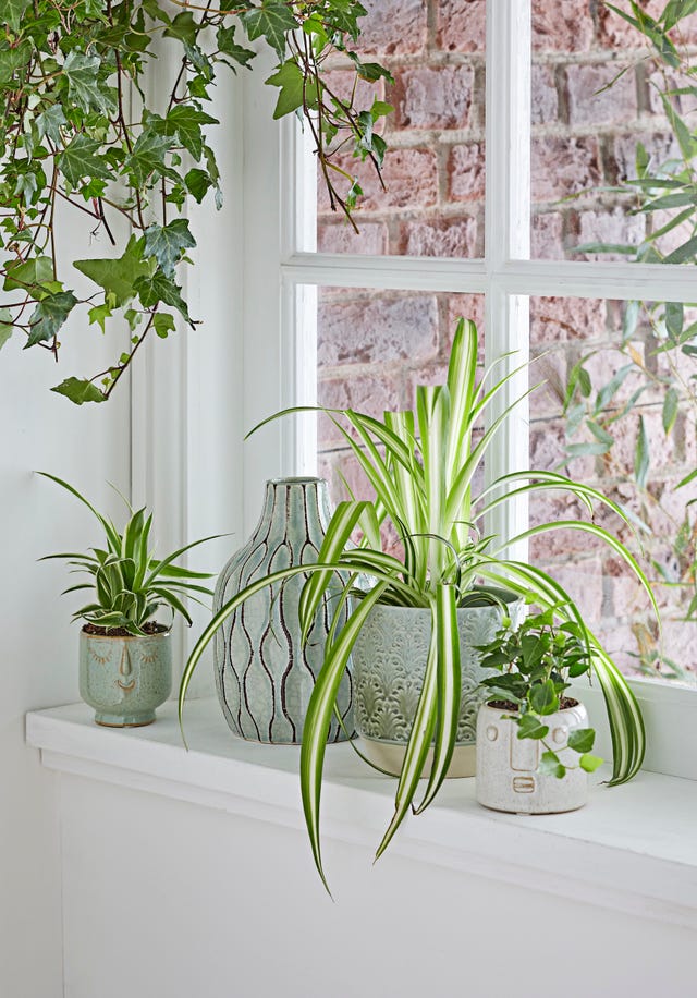How To Repot A Plant A Guide To Repotting Plants