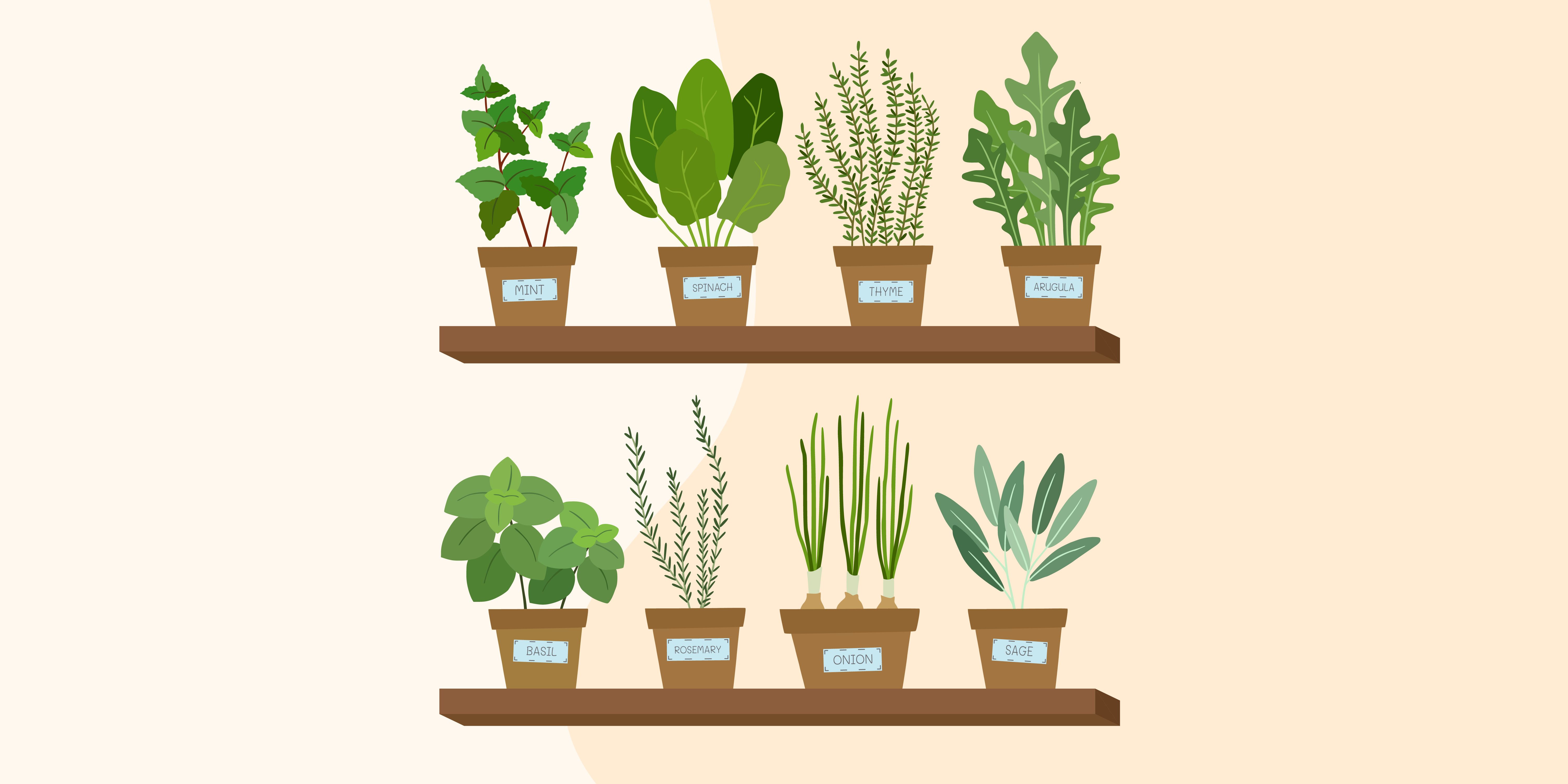 sage plant clipart for kids