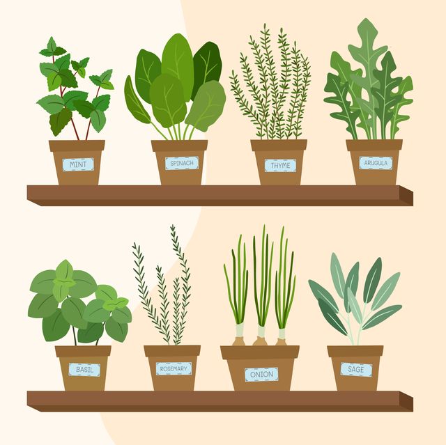illustration of vegetable and herb plants on a shelf