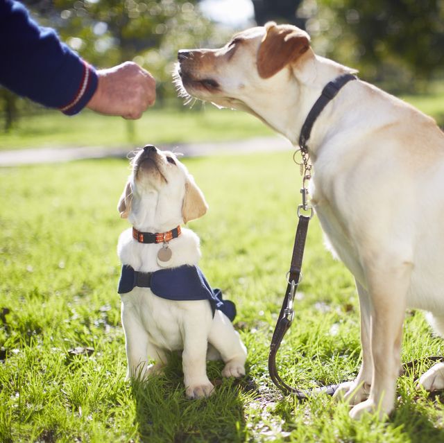 How to Train a Dog — Best Dog Training Tips