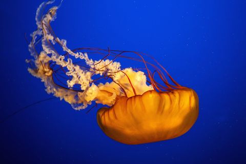 How to Treat a Jellyfish Sting (Hint: Don't Pee on It)