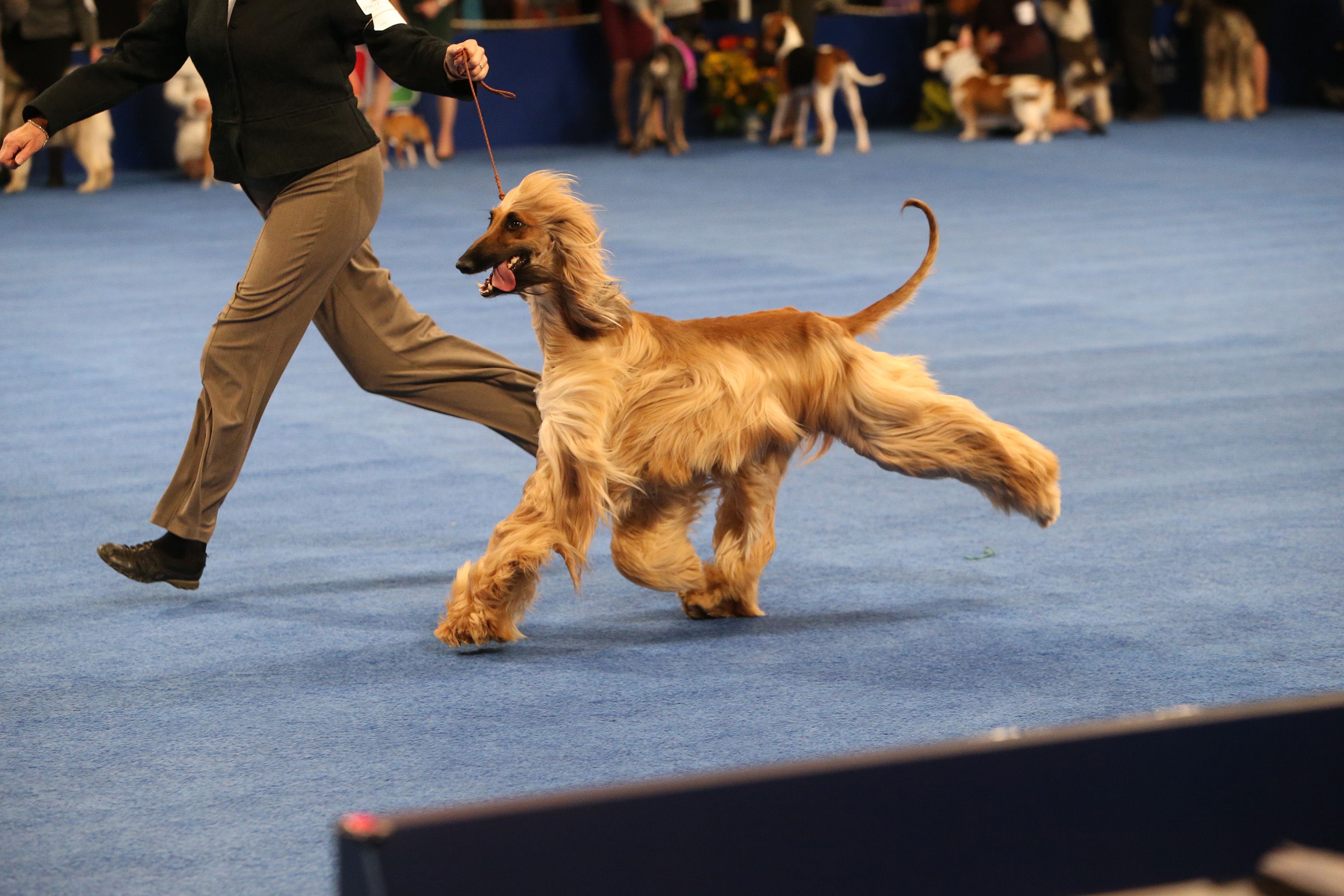 nbc dog show live stream