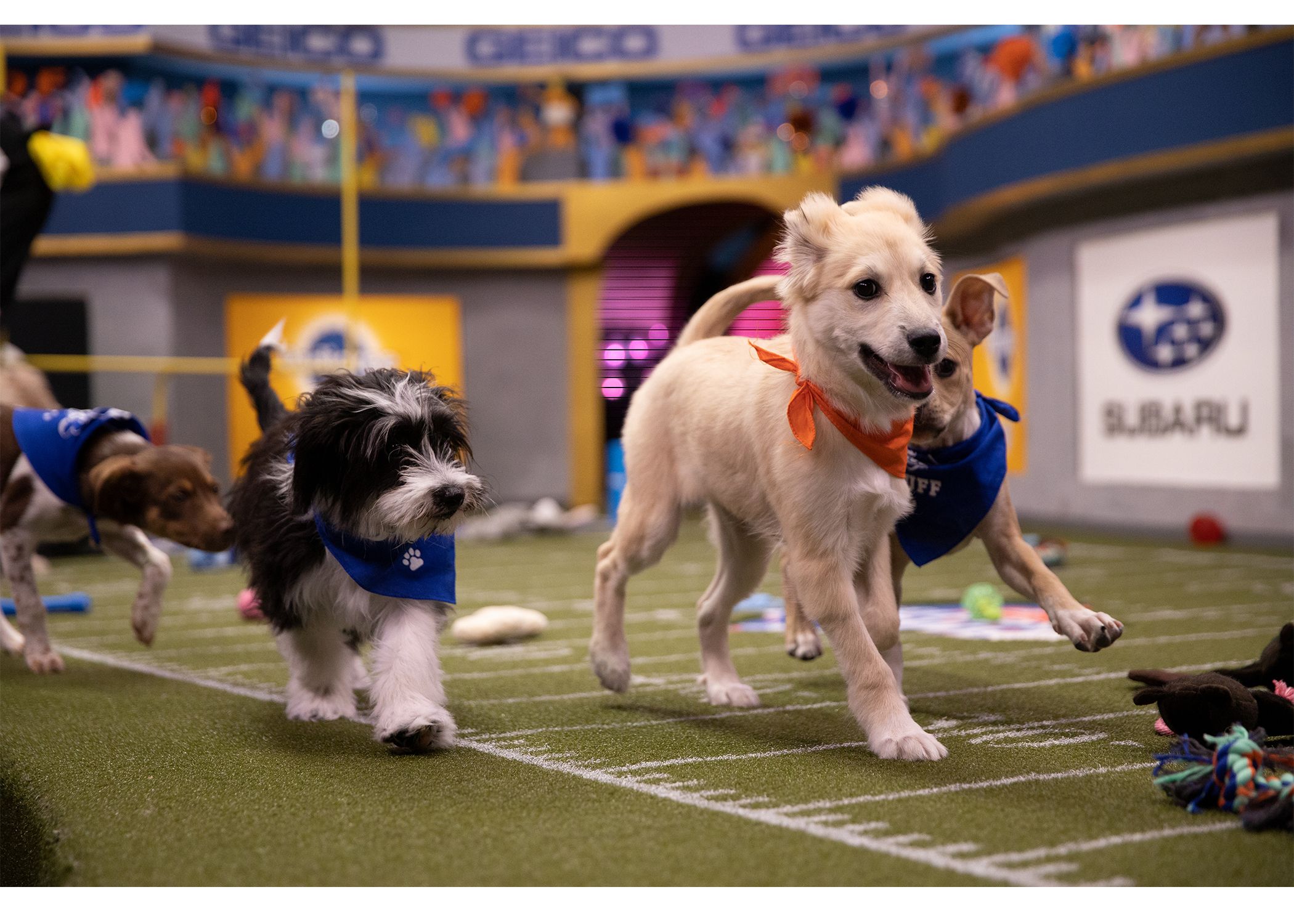 puppy bowl uk