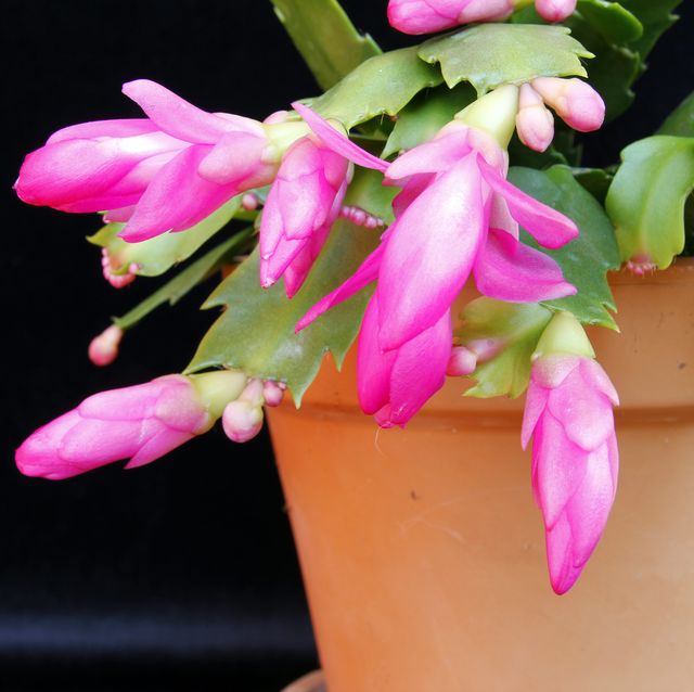 How To Take Care of a Christmas Cactus