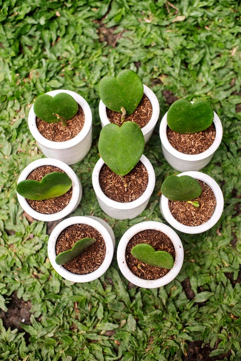 Hoya Kerrii Hoya Kerrii