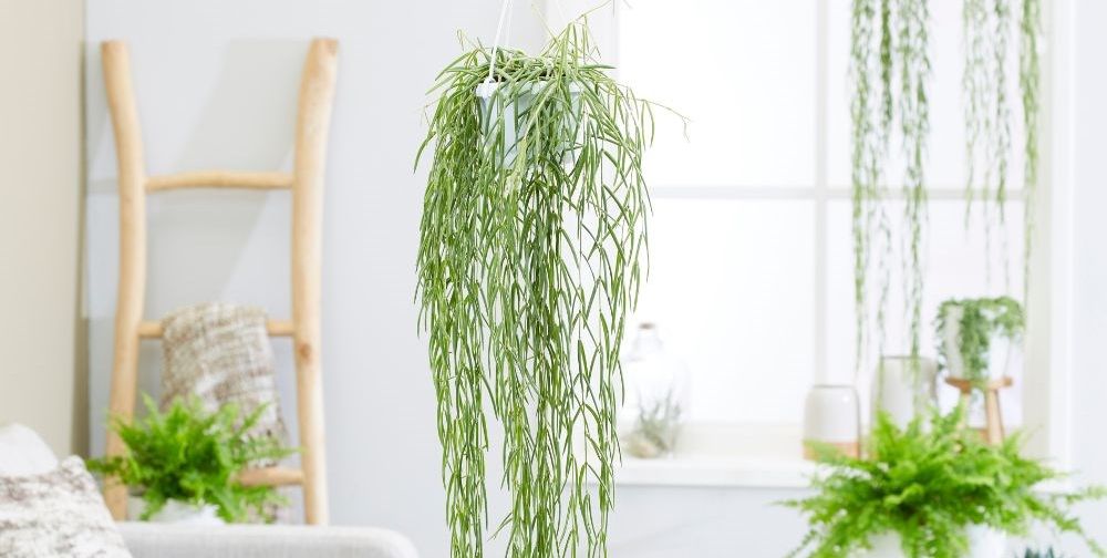 20 Best Indoor Hanging Plants For The Home