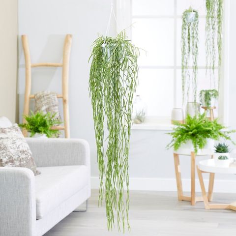 Best Indoor Hanging Plants For The Home, Best Indoor Plants For Shelves