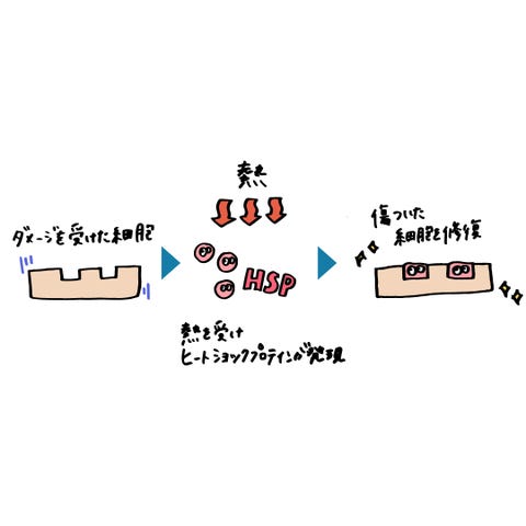 医学的にも証明 今話題のととのい 整い スポット サウナが美肌に効果的な理由とは