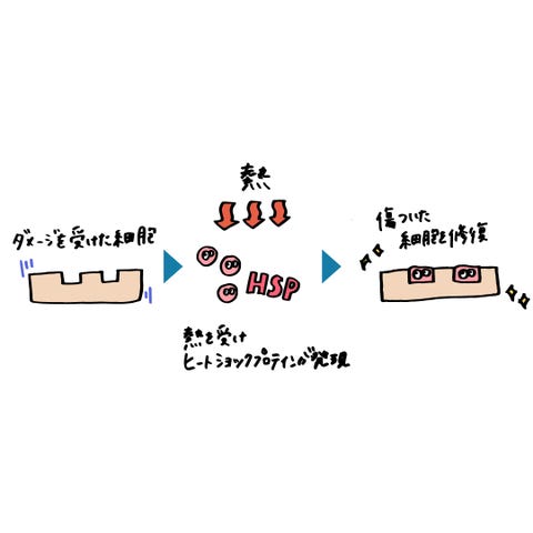医学的にも証明 今話題のととのい 整い スポット サウナが美肌に効果的な理由とは 医学的にも証明 今話題のととのい 整い スポット サウナが美肌に効果的な理由とは