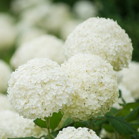 Hortênsias brancas em formação perfeita