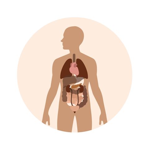 human body organs vector illustration