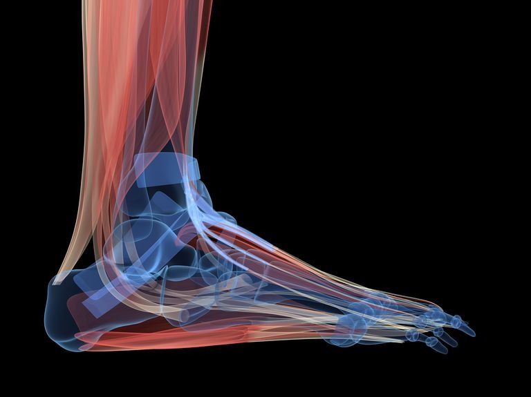 strengthen ankle muscles