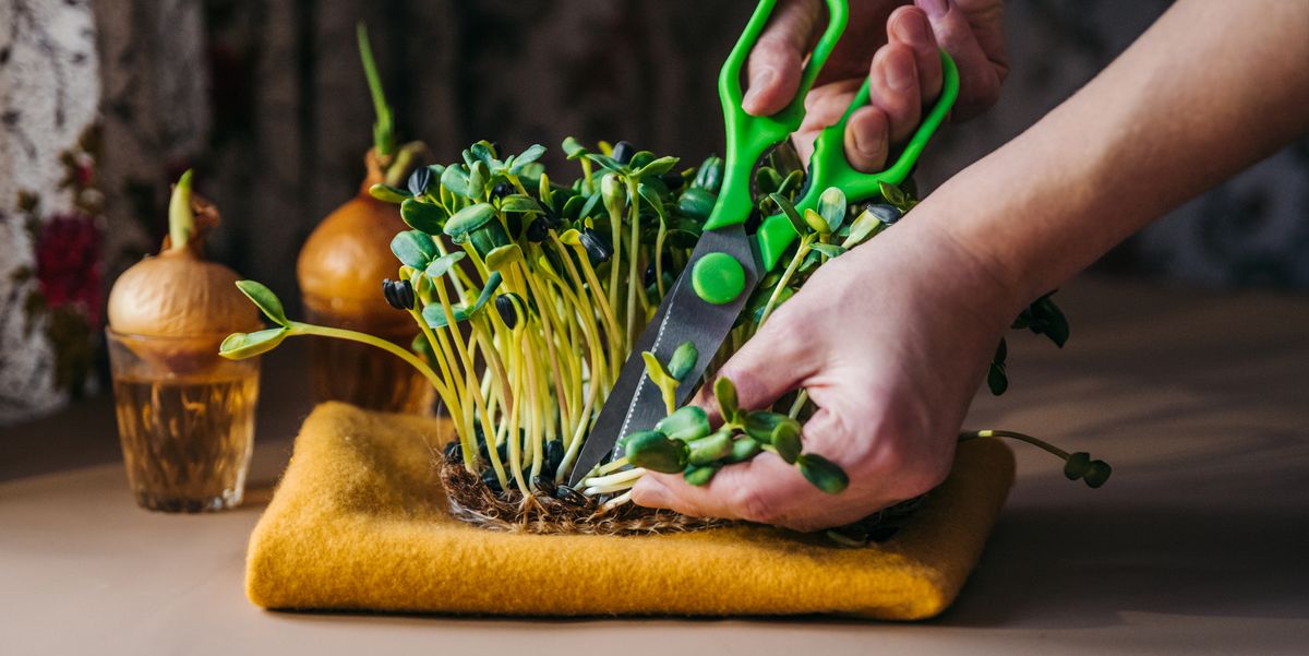 Benefits of Microgreens | What are Microgreens?