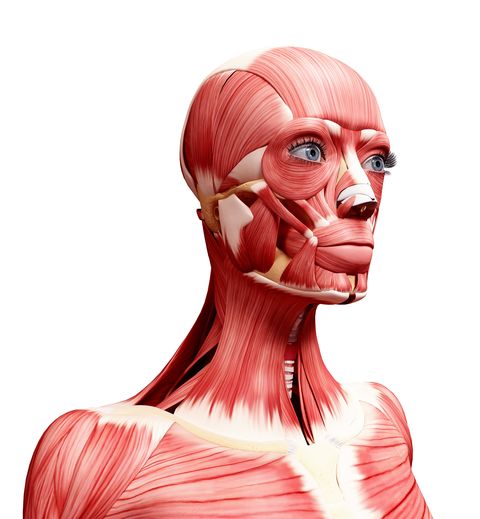 human head musculature, computer artwork