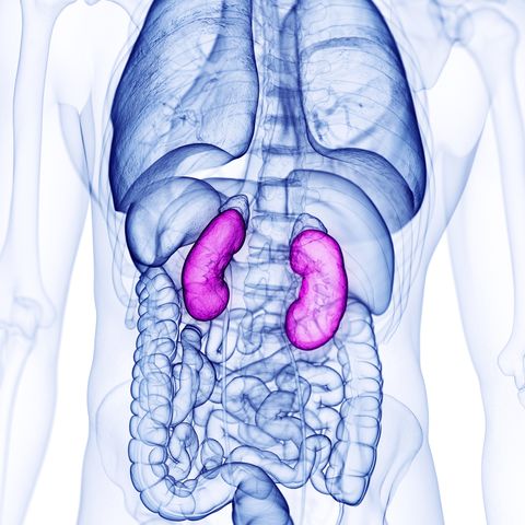 human kidneys, illustration
