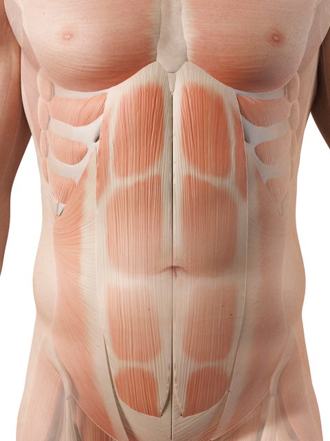 sistema muscular humano, ilustración