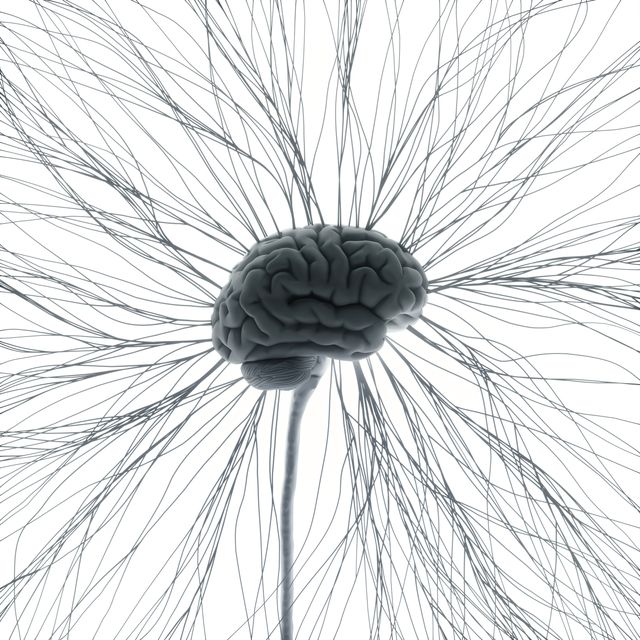 human nervous system, illustration