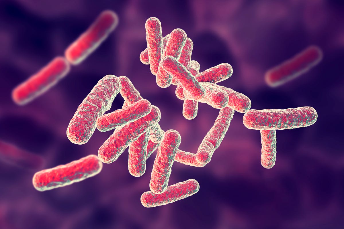 Pseudomonas spp. Pseudomonas aeruginosa. Болезнетворные бактерии человека. Пищевые токсикоинфекции возбудители. Pseudomonas aeruginosa фото.