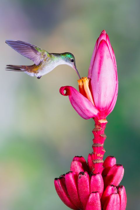 hummingbird , andean emerald