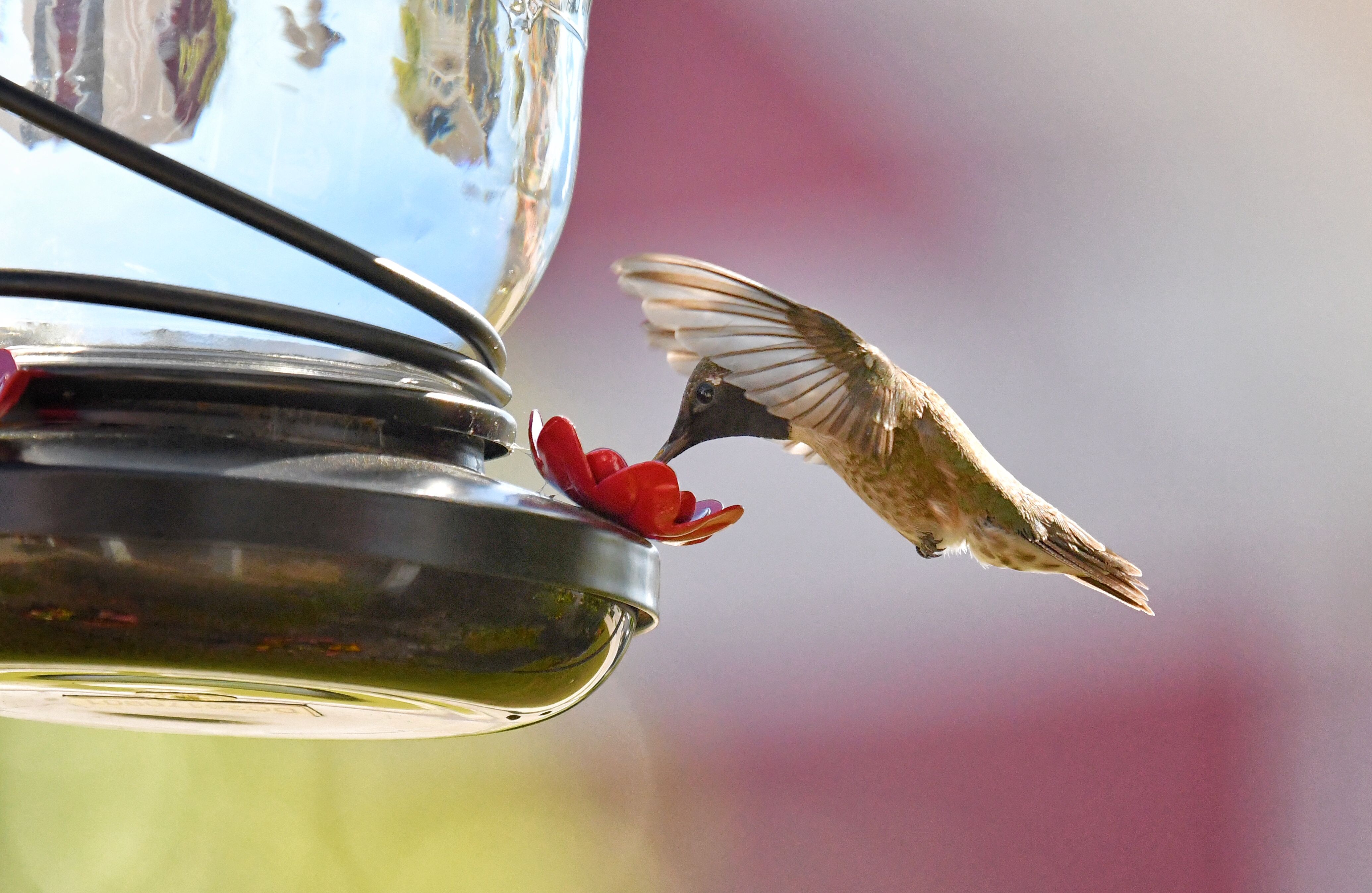 10 Best Hummingbird Feeders For Your Yard Top Feeders For Hummingbirds