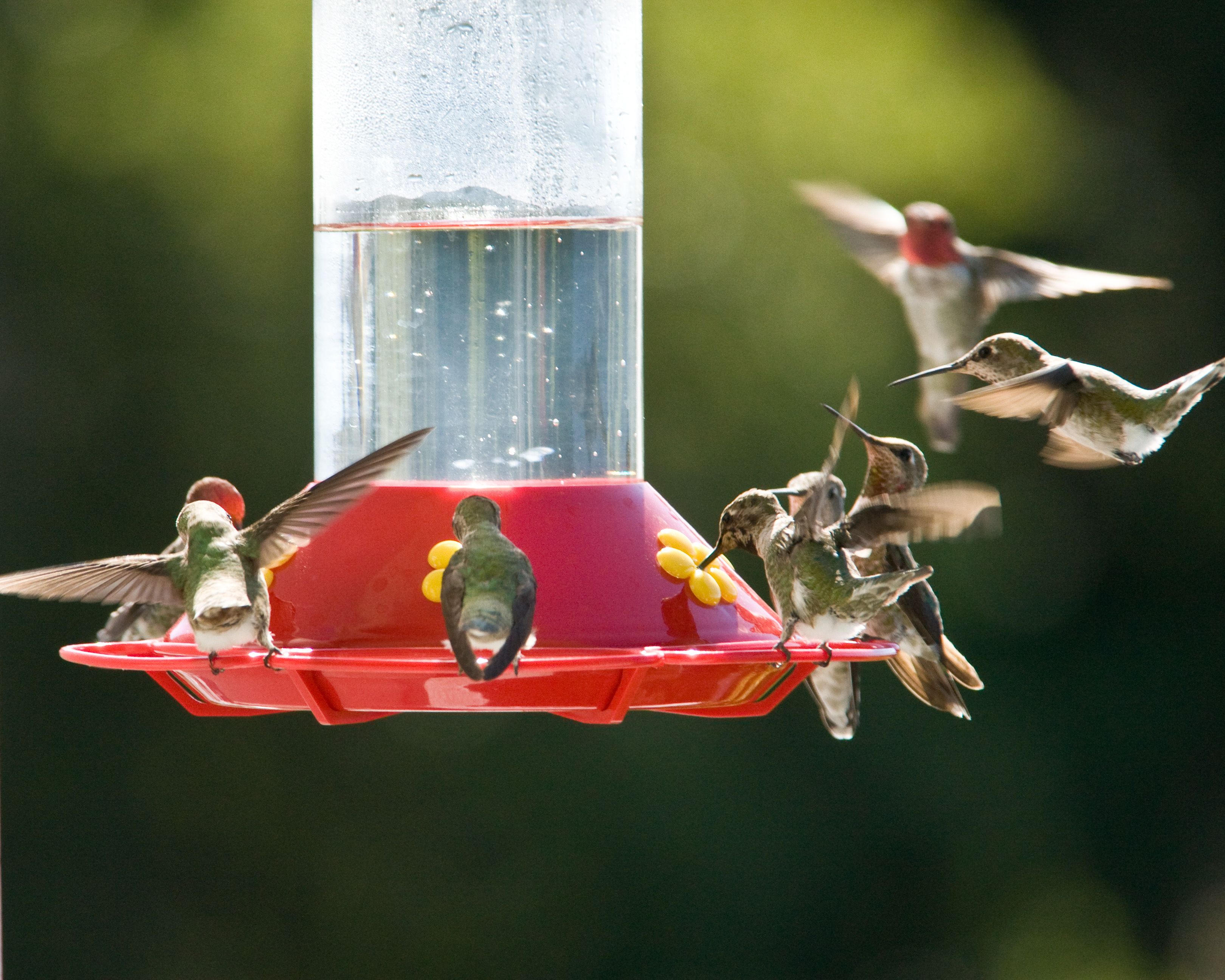 self standing hummingbird feeder