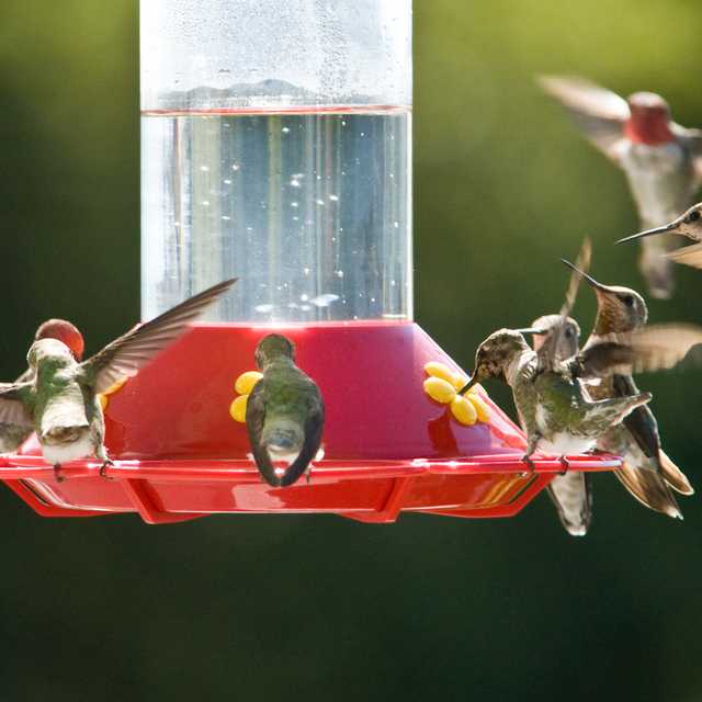 best hummingbird feeders