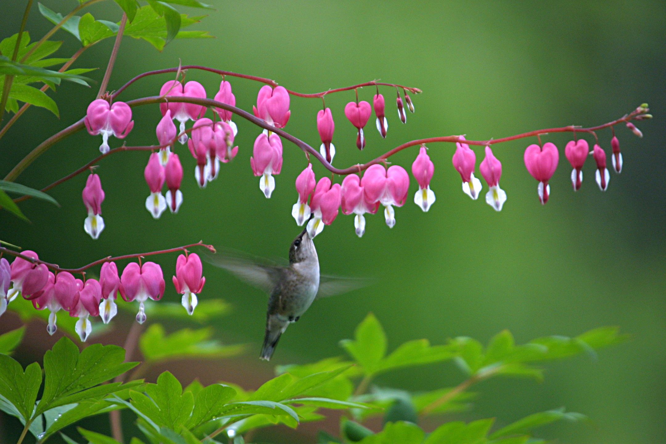 are bleeding heart safe for dogs