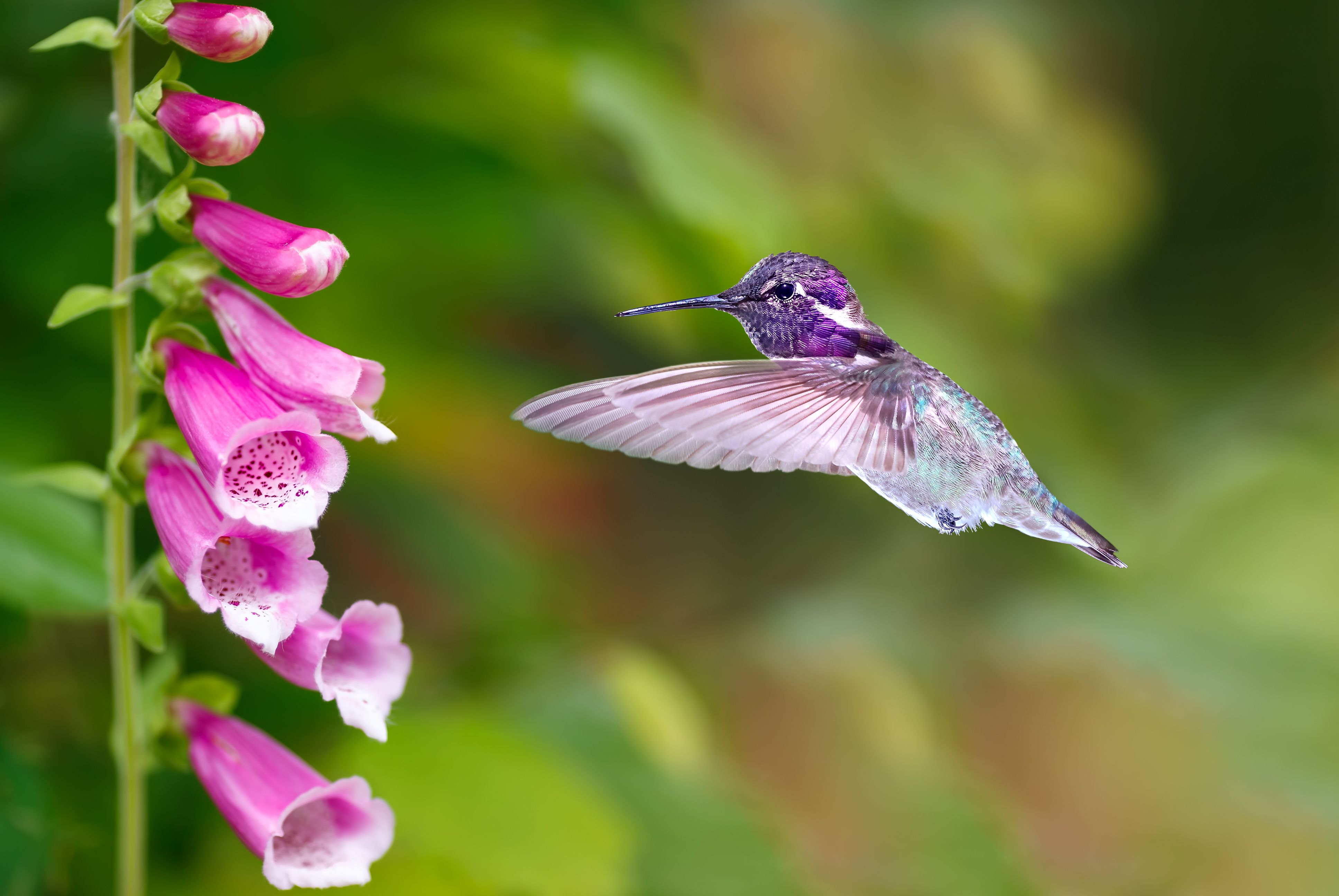 Purple Hummingbirds And Flowers