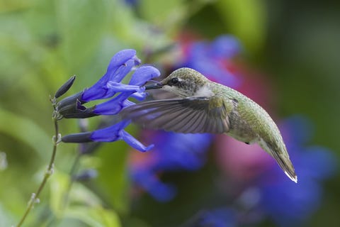 colibrí con flores de salvia