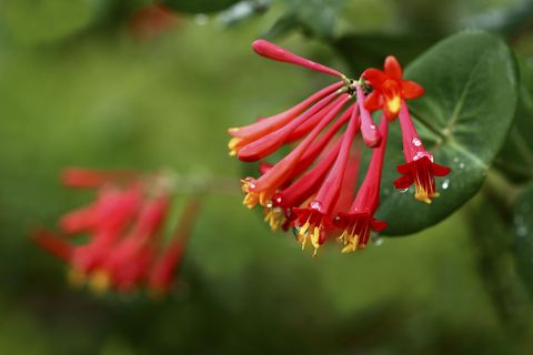 trumpet honeysuckle with clusters of bright red tubular flowers that attract hummingbirds
