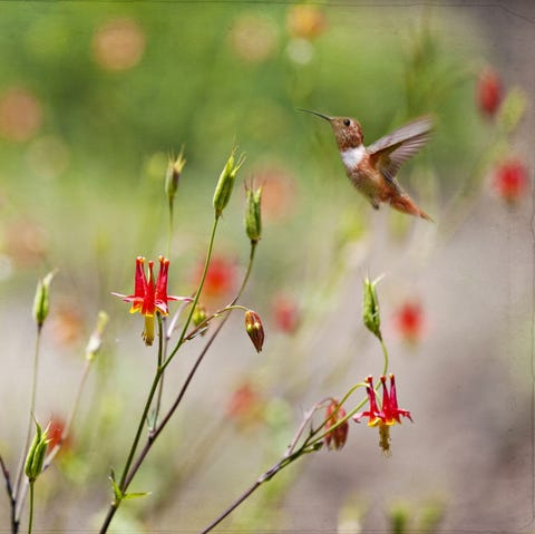Estas son las plantas más atractivas para los colibríes Estas son las plantas más atractivas para los colibríes