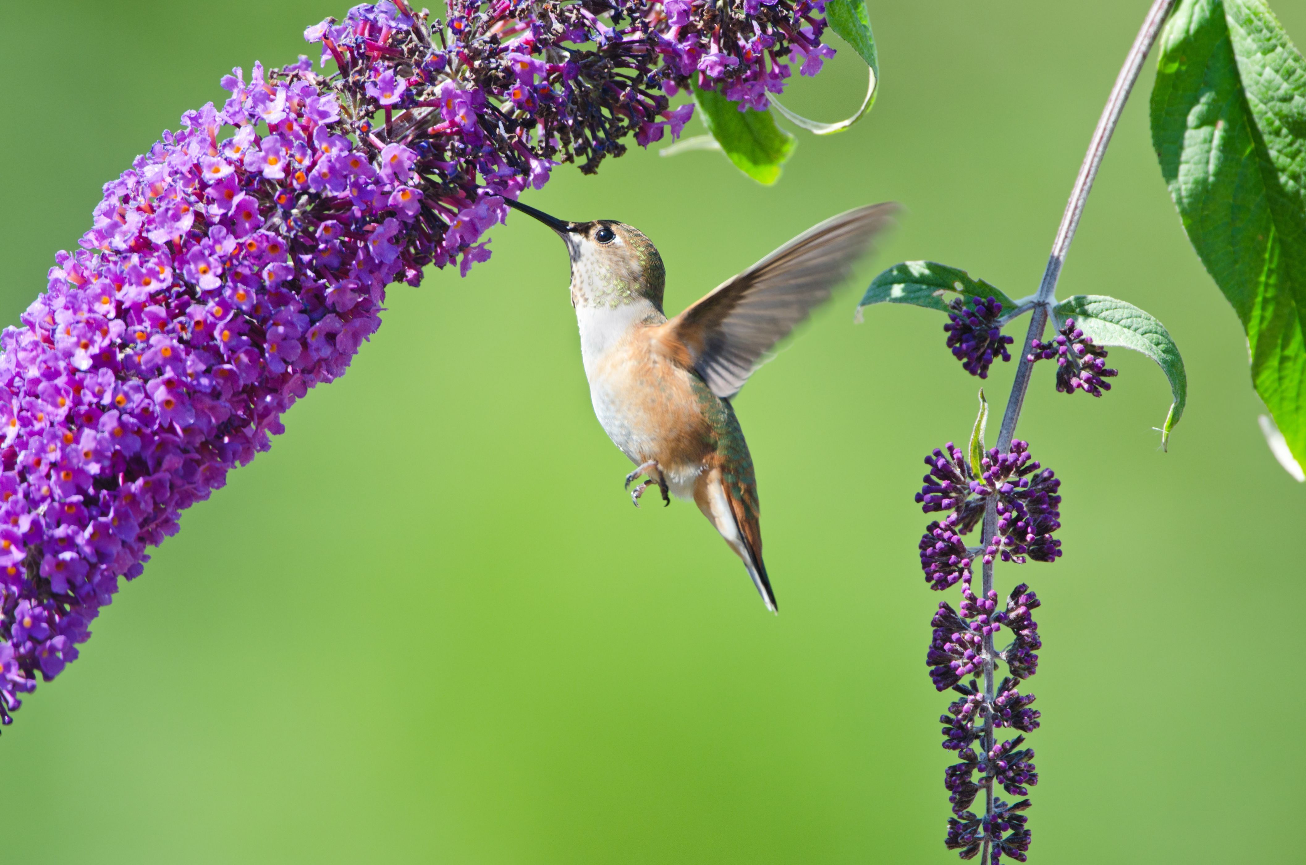Estas son las plantas más atractivas para los colibríes