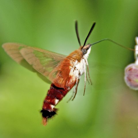 hummingbird moth on milkweed
