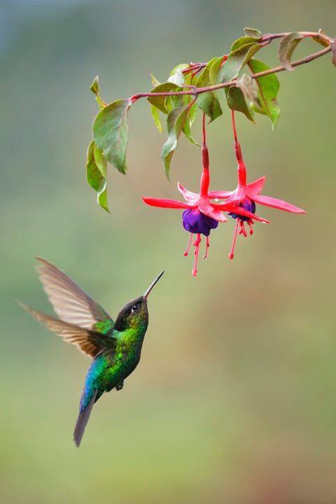 15 Hummingbirds Facts - How to Attract Hummingbirds