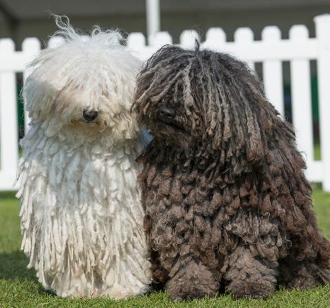 where did the hungarian puli originate