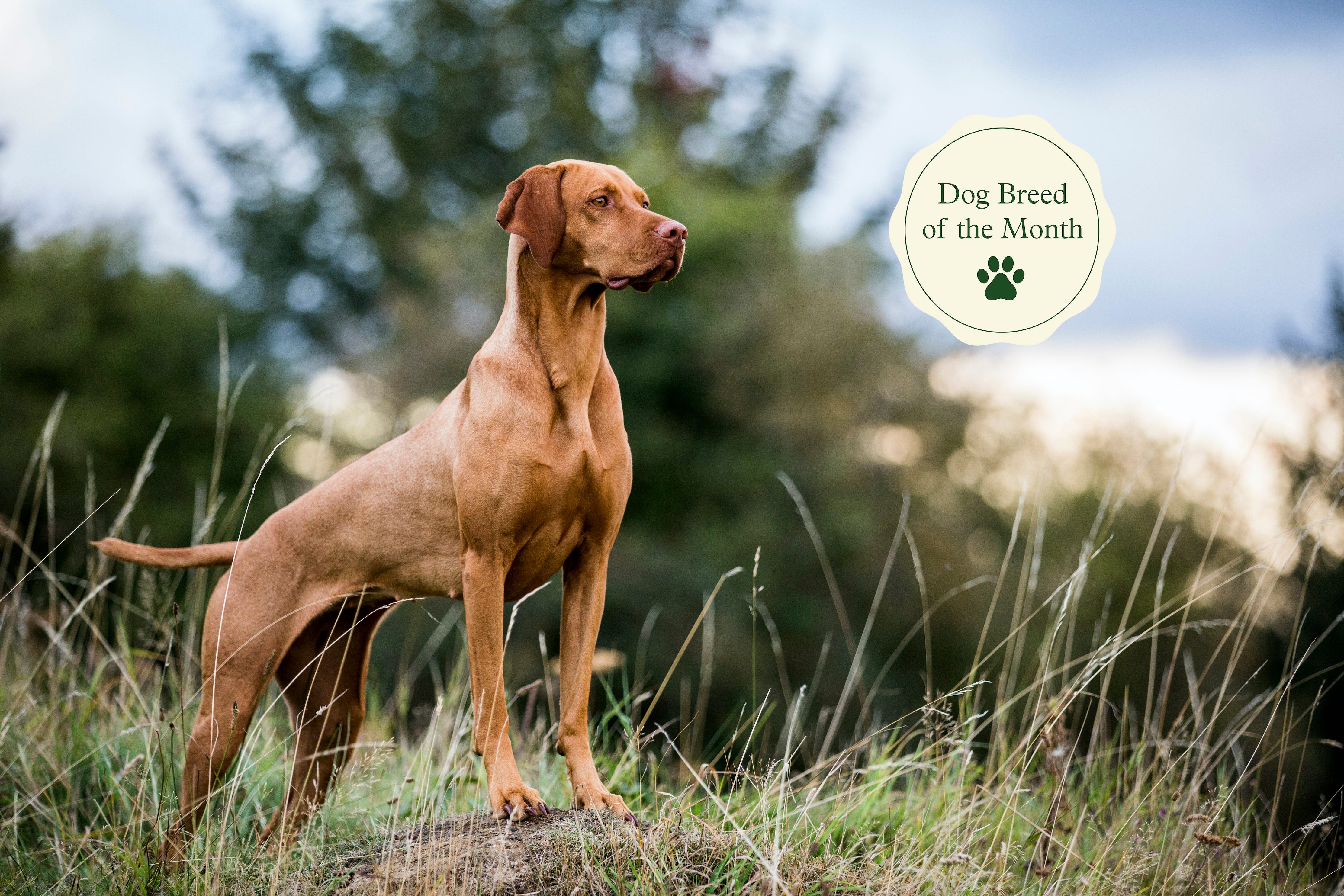 are vizsla good family dogs