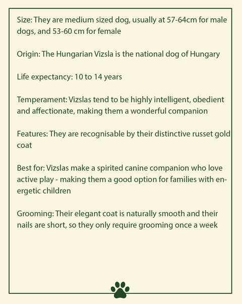 facts about hungarian viszla