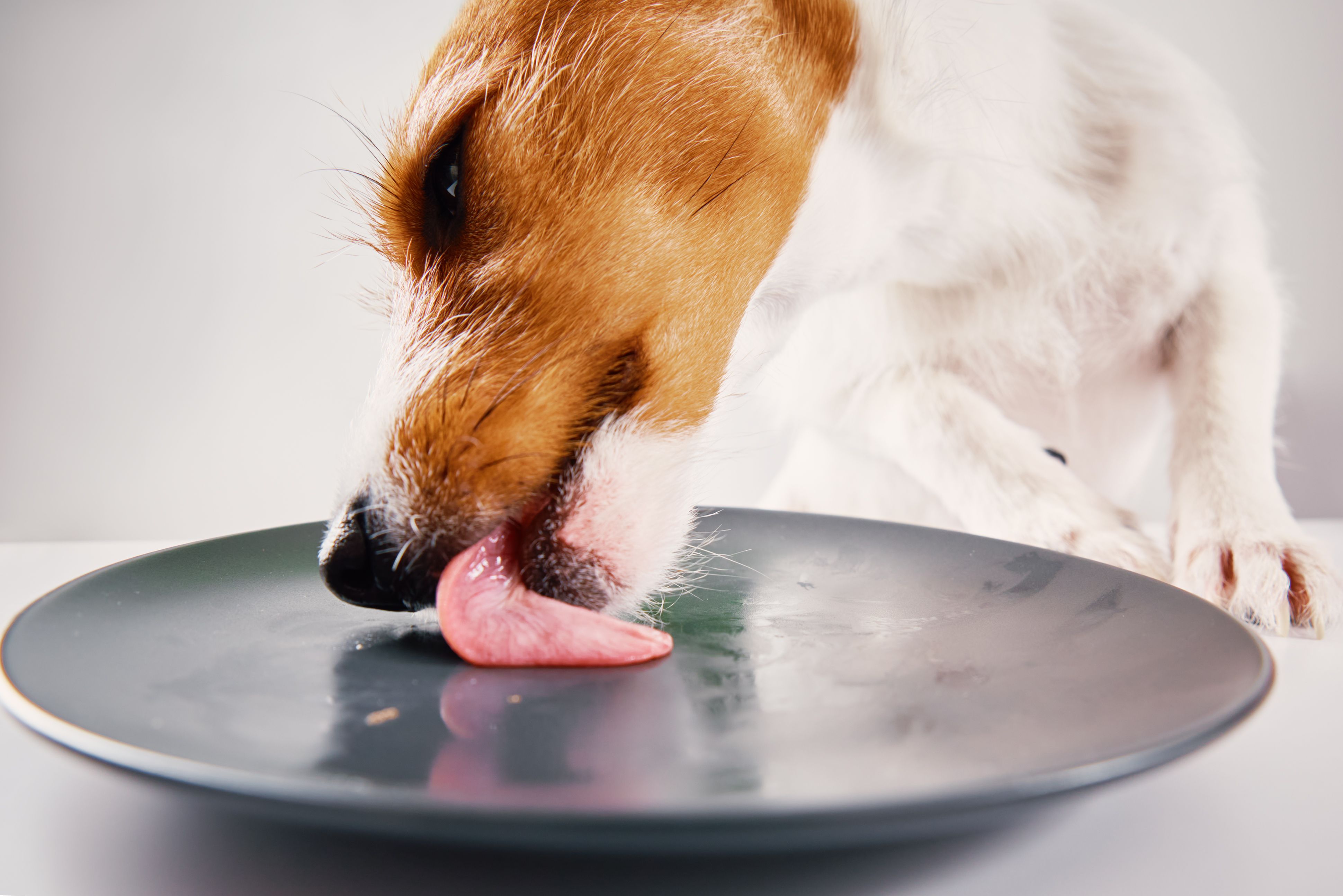 dog eating plate