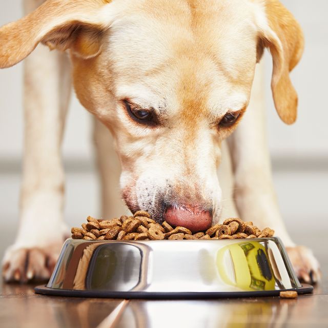food banks for pets where to donate pet food around the uk