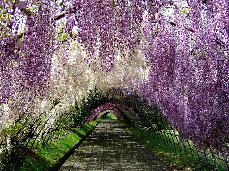 台灣 日本超夢幻的紫色花海大盤點 紫藤隧道 繡球花海太夢幻