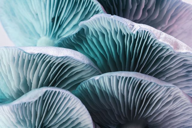 close up beautiful bunch mushrooms in neon ligh background pattern for design macro photography view