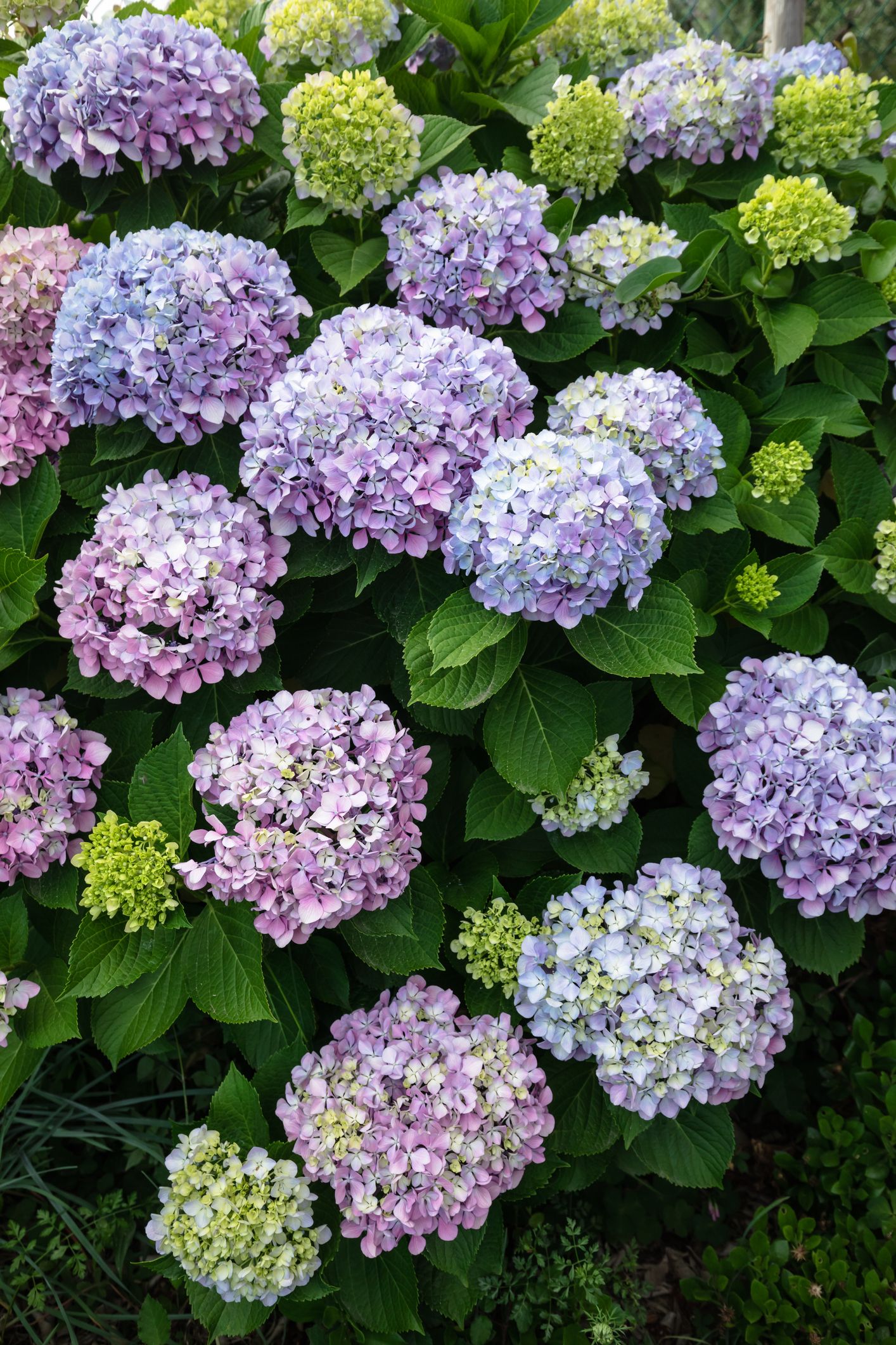 Perennial Plants   Hydrangea Flower Royalty Free Image 1590515711 