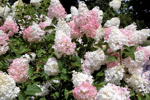 Hydrangea Limelight Paniculata bush in summer garden Hydrangea Limelight Paniculata bush in summer garden
